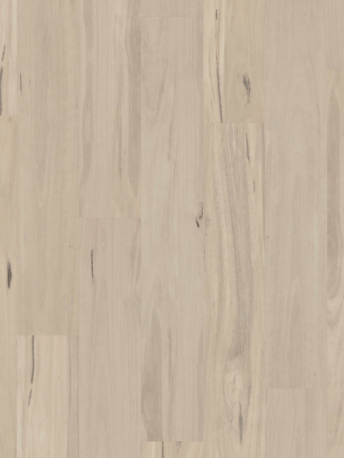 coastal-blackbutt