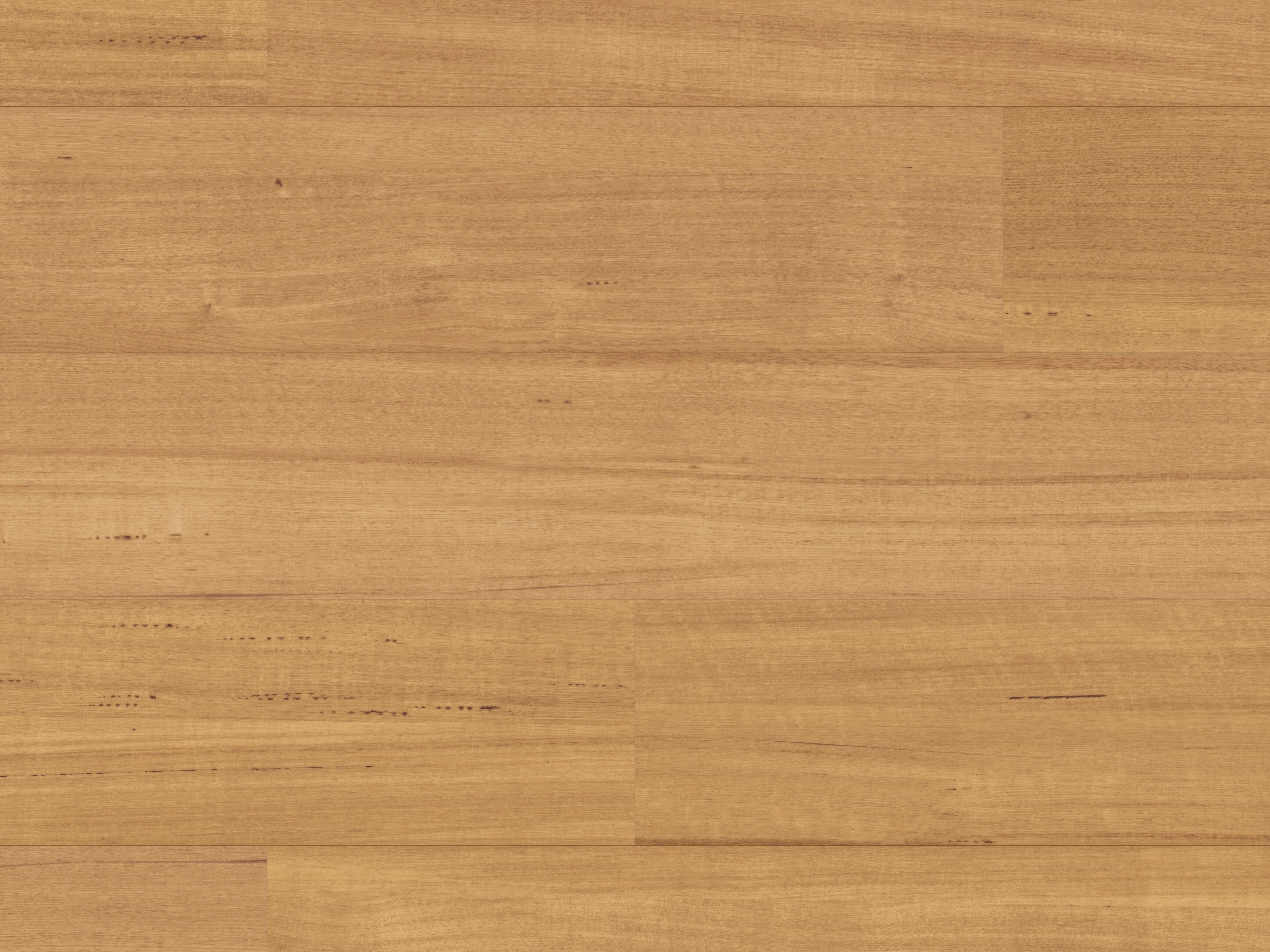 tasmanian-oak