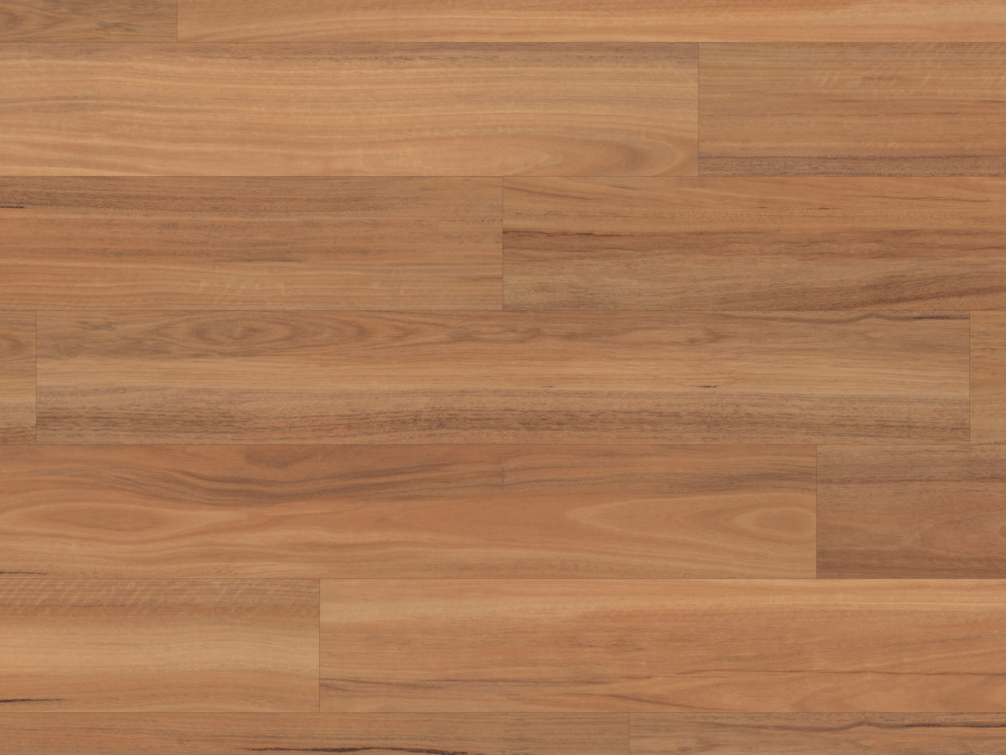 northern-spotted-gum