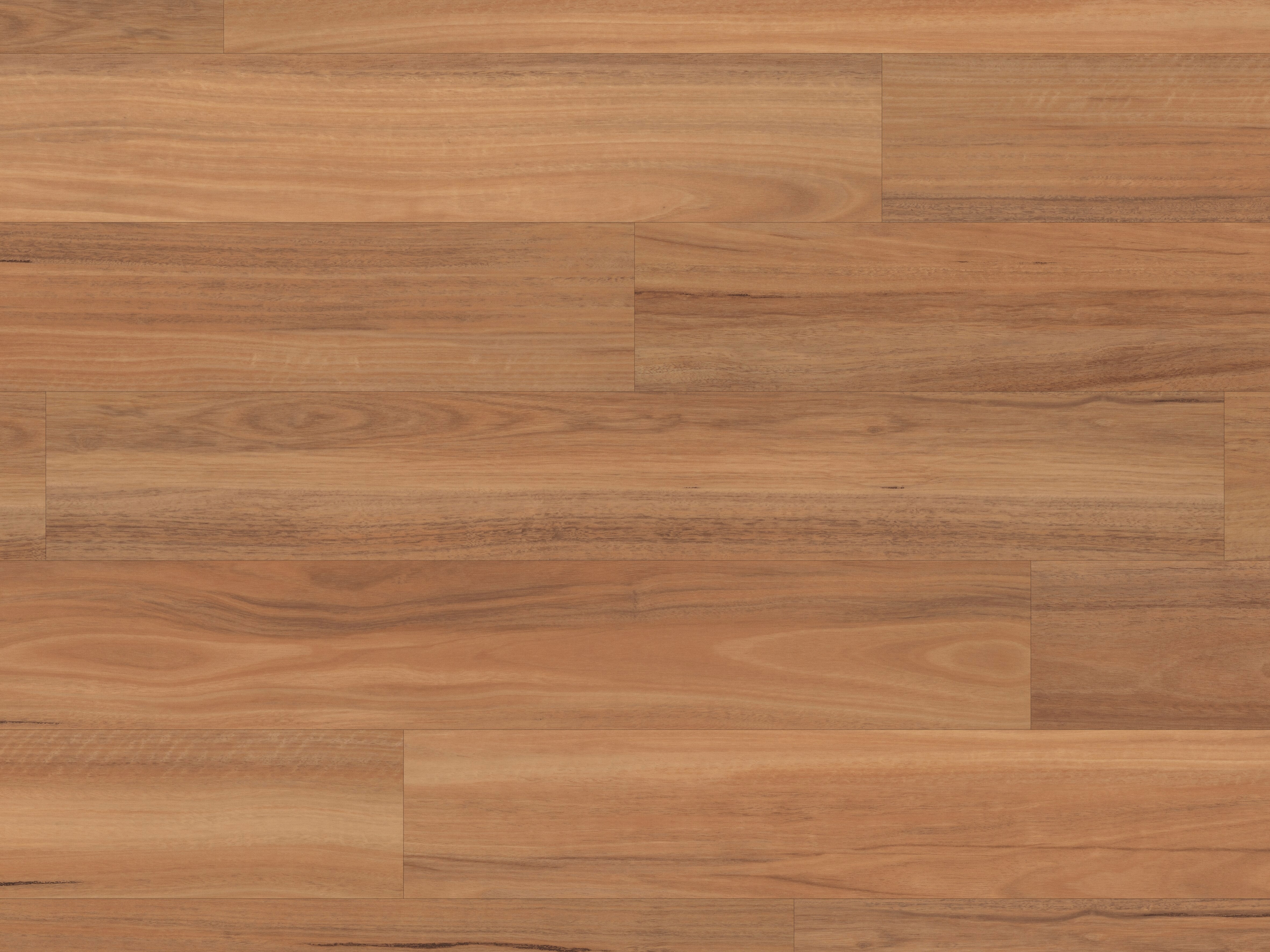 northern-spotted-gum
