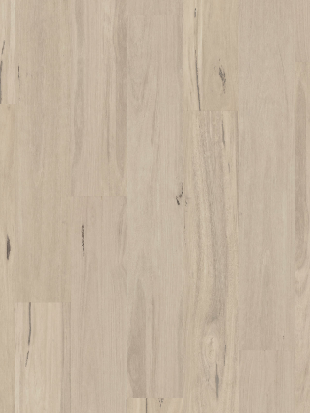 coastal-blackbutt