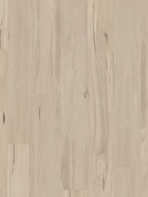 coastal-blackbutt