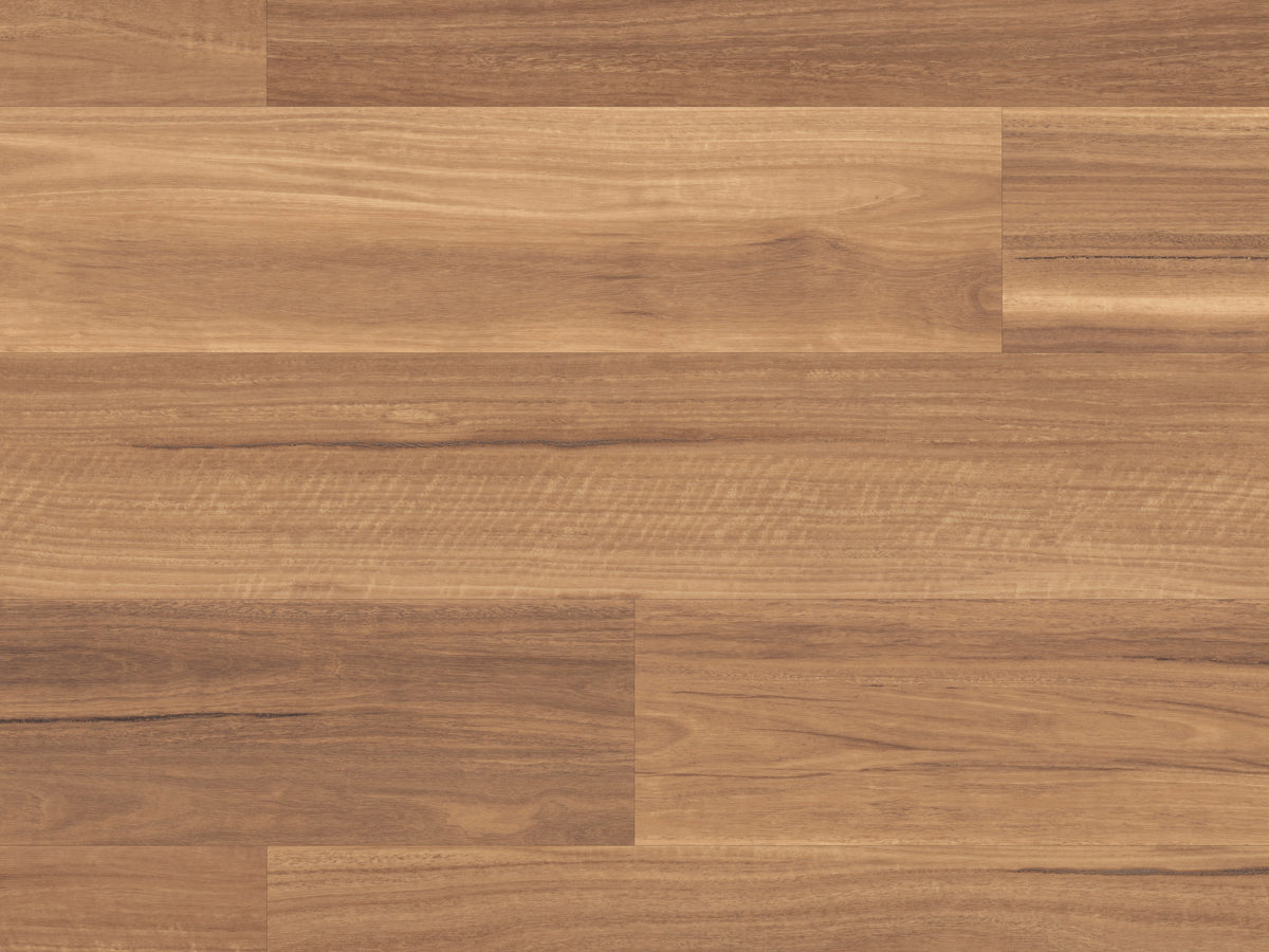 mountain-spotted-gum