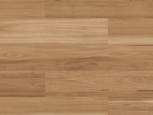 warm-spotted-gum