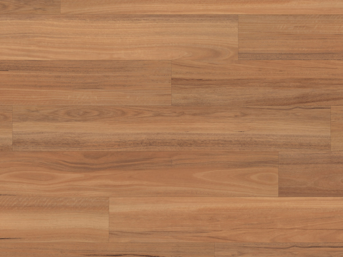 northern-spotted-gum